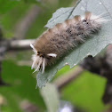 Tussock Moth Caterpillar