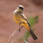 Say's Phoebe