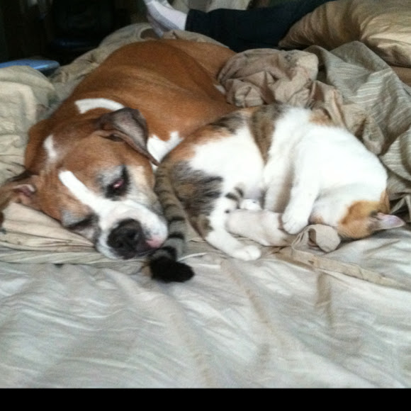 Boxer Dog LOVES Cat! Project Noah
