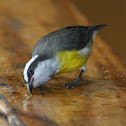 Bananaquit