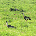 Buff-necked Ibis / Coclí
