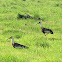 Buff-necked Ibis / Coclí