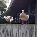 Egyptian Goose