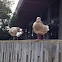Egyptian Goose
