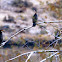 Double-crested Cormorant