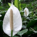 Araceae