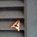Clymene Moth