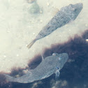 Southern puffer fish