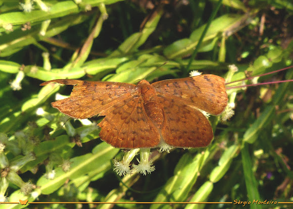 Spotting Image 1