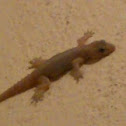common lizard