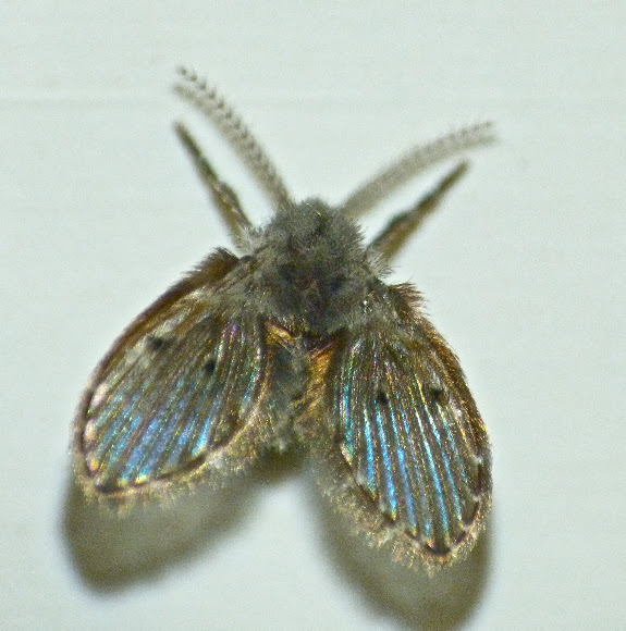 Spotting Image 1