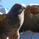Swainson's Hawk