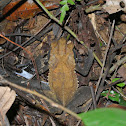 Wet Forest Toad