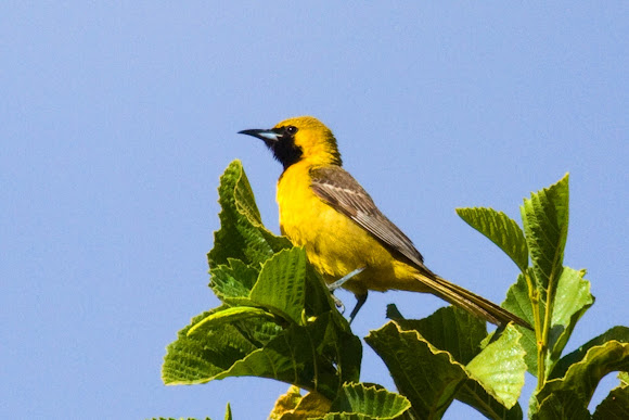 Spotting Image 1