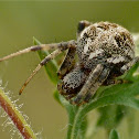 Arabesque orbweaver