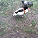 Common shelduck