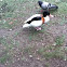 Common shelduck