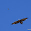 Wedge-tailed Eagle