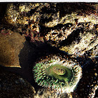Starburst anemone