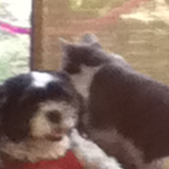 Spotting Image 1