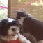 Shi-tzu and domestic short hair