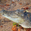 crocodile