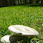 Leucoagaricus