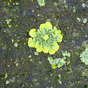 Golden Shield Lichen (Wet)