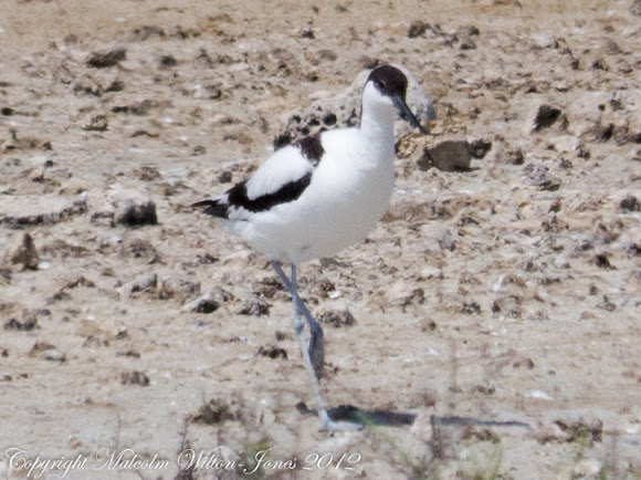 Spotting Image 1