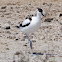 Avocet; Avoceta