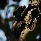 Red squirrel