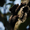 Red squirrel