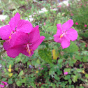 Rock Rose