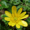 Lesser Celandine