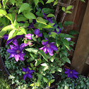 Purple Clematis