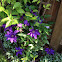 Purple Clematis