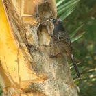 Red-vented Bulbul
