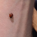 Two-spotted ladybug