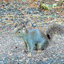 Douglas' Squirrel