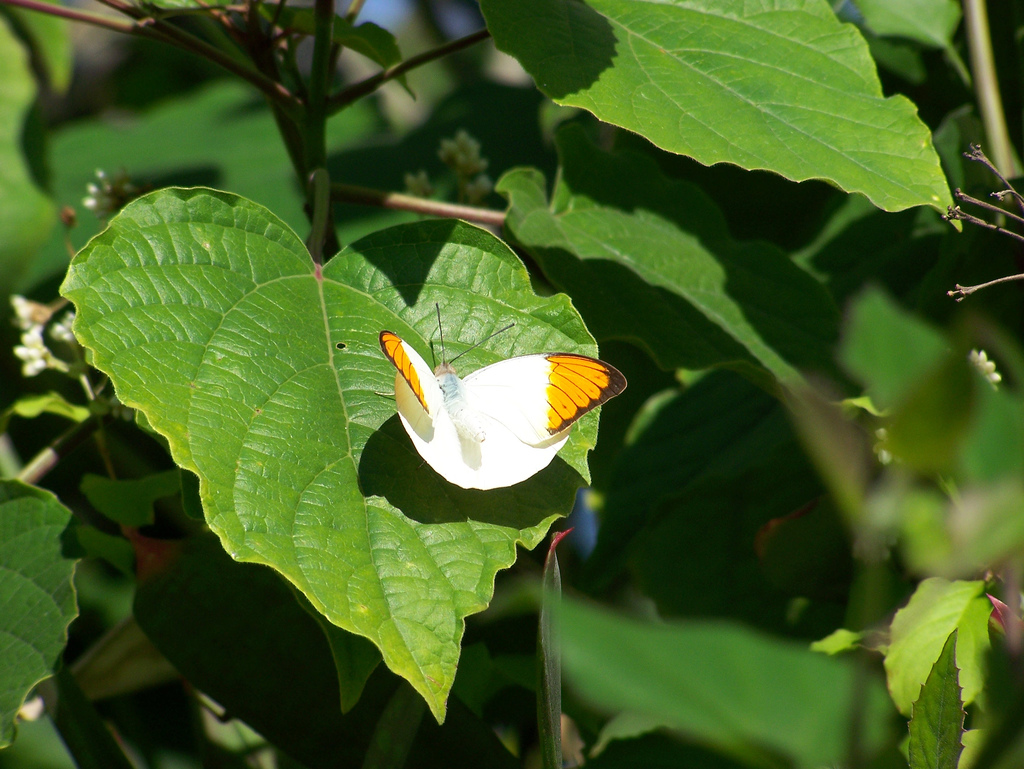 Great Orange Tip