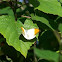 Great Orange Tip