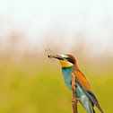 Bee-eater