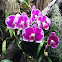 Phalaenopsis Orchid