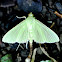 Crambid Moth