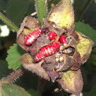 Cotton stainers