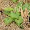 Garlic Mustard