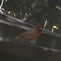 Cardinal