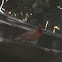 Cardinal