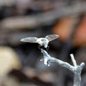 Fly