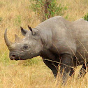 Black Rhinoceros